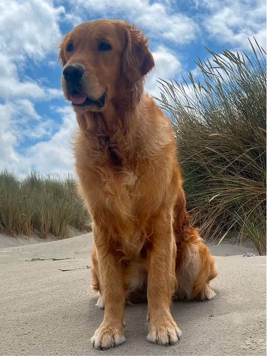 Golden retriever sitting on sandy ground near tall beach grass under a partly cloudy sky.