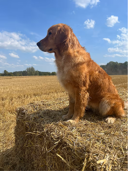 Golden retriever sitting on a hay bale in a harvested field under a blue sky with scattered clouds.