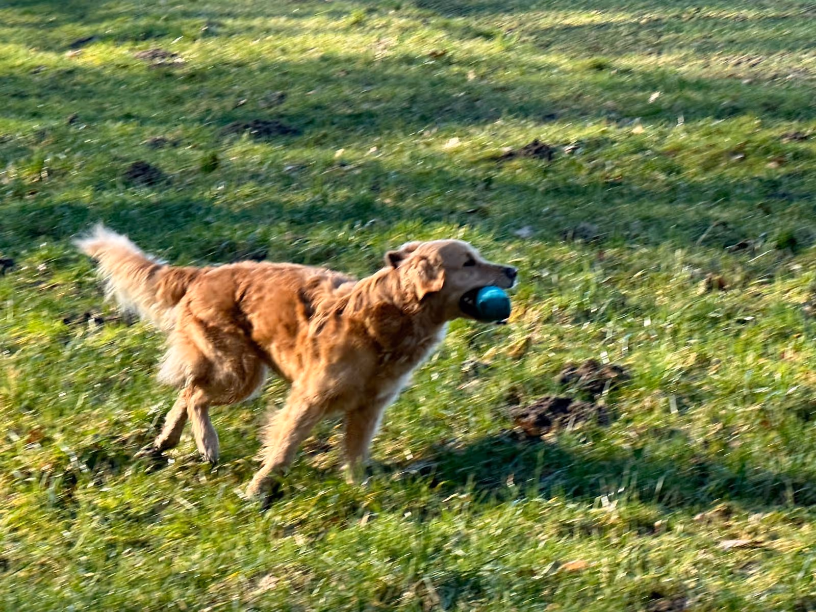 Golden retriever running on grass holding a blue ball in its mouth.