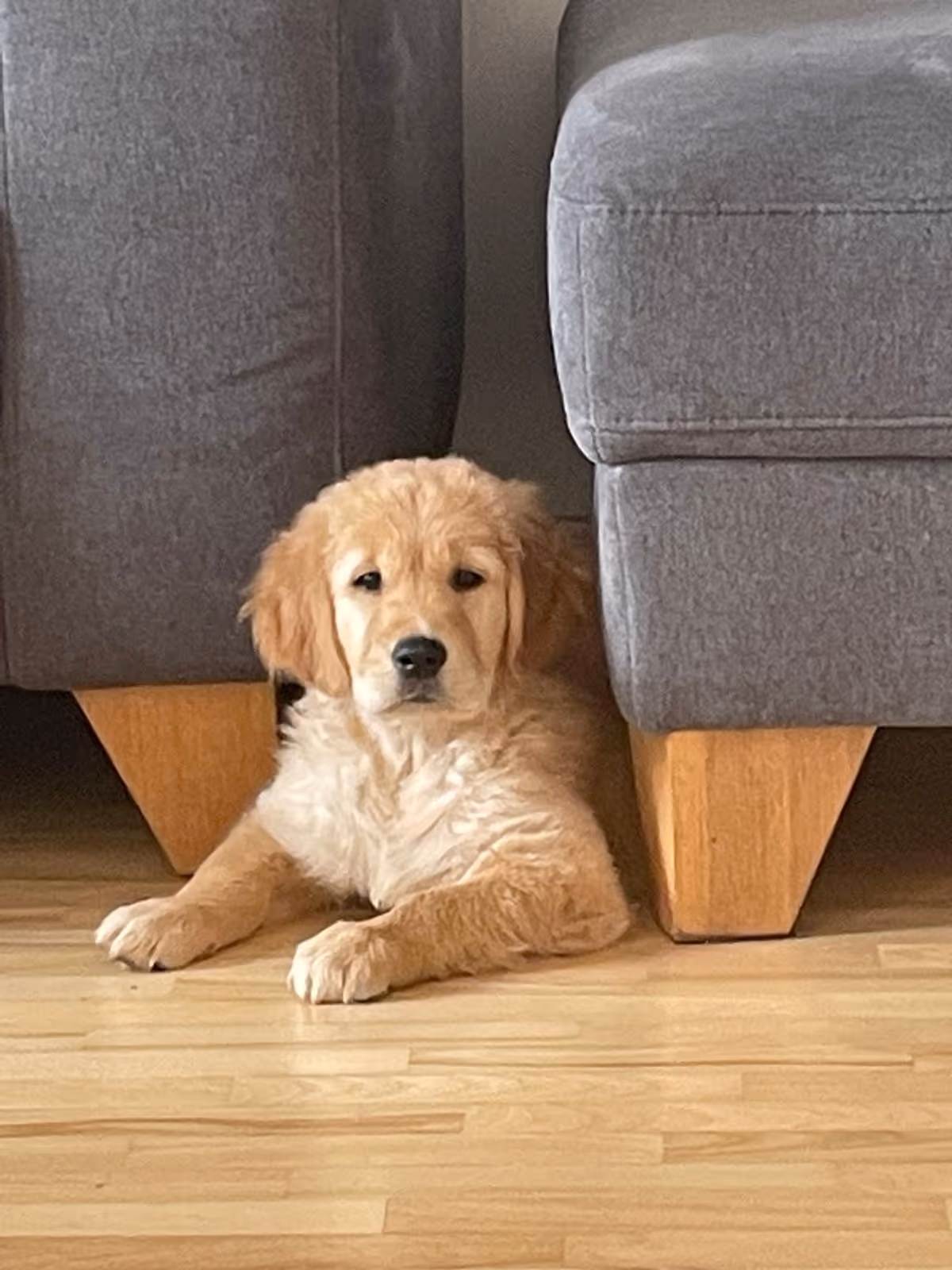 Golden retriever puppy lying on wooden floor between two gray couch legs.