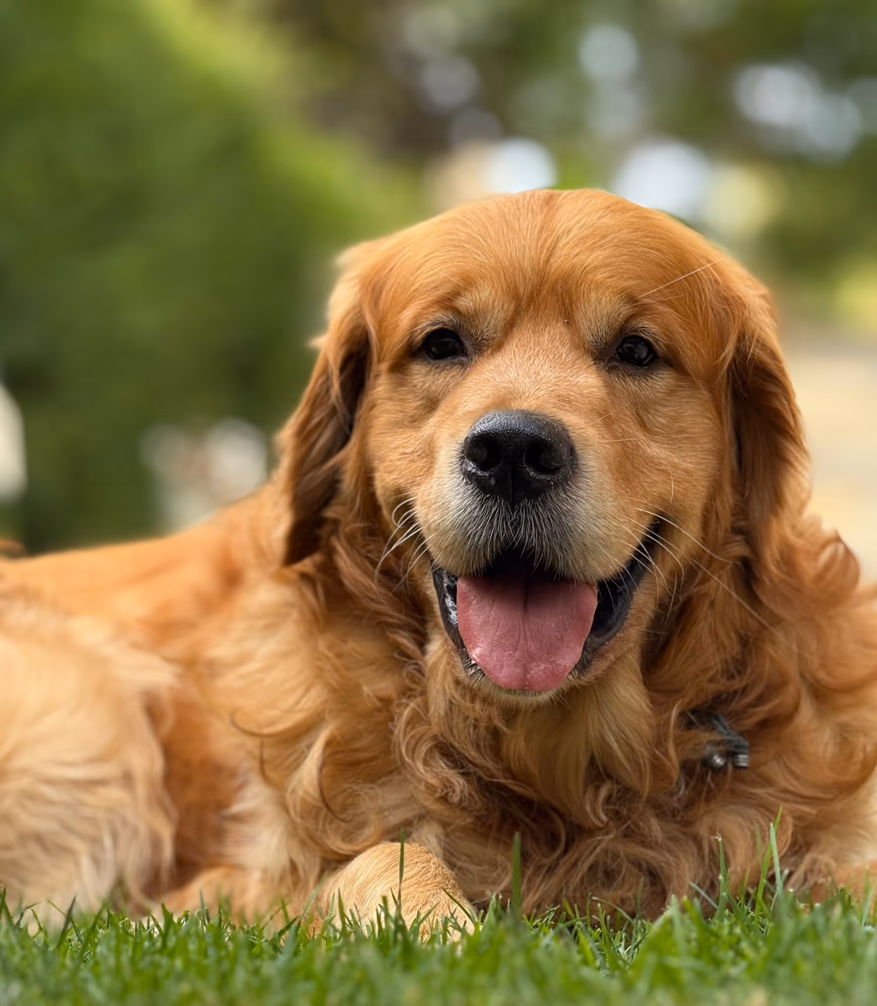 Golden retriever lying on green grass with tongue out and relaxed expression.