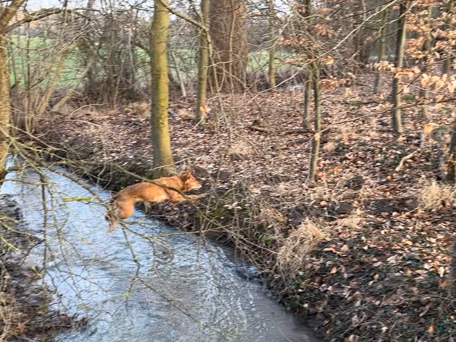 Brown dog mid-leap jumping over a narrow stream in a leaf-covered forest area.
