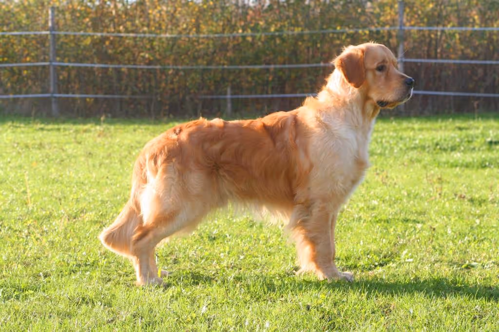 Golden retriever standing on green grass in an outdoor fenced area.