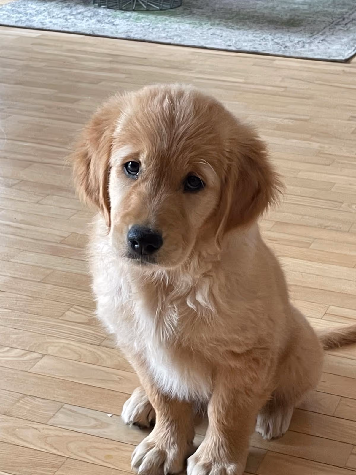 Golden retriever puppy sitting on a wooden floor with a curious expression.