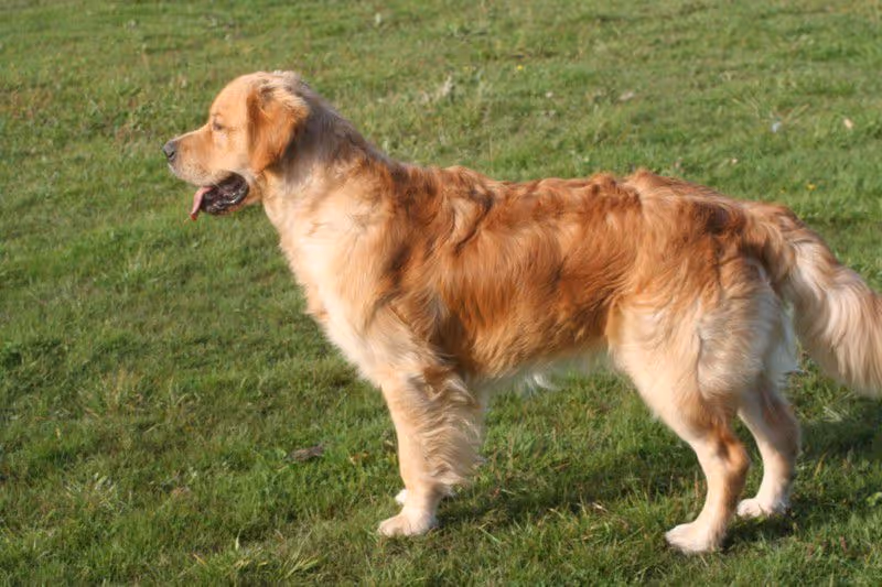Golden retriever standing on green grass with its tongue slightly out.