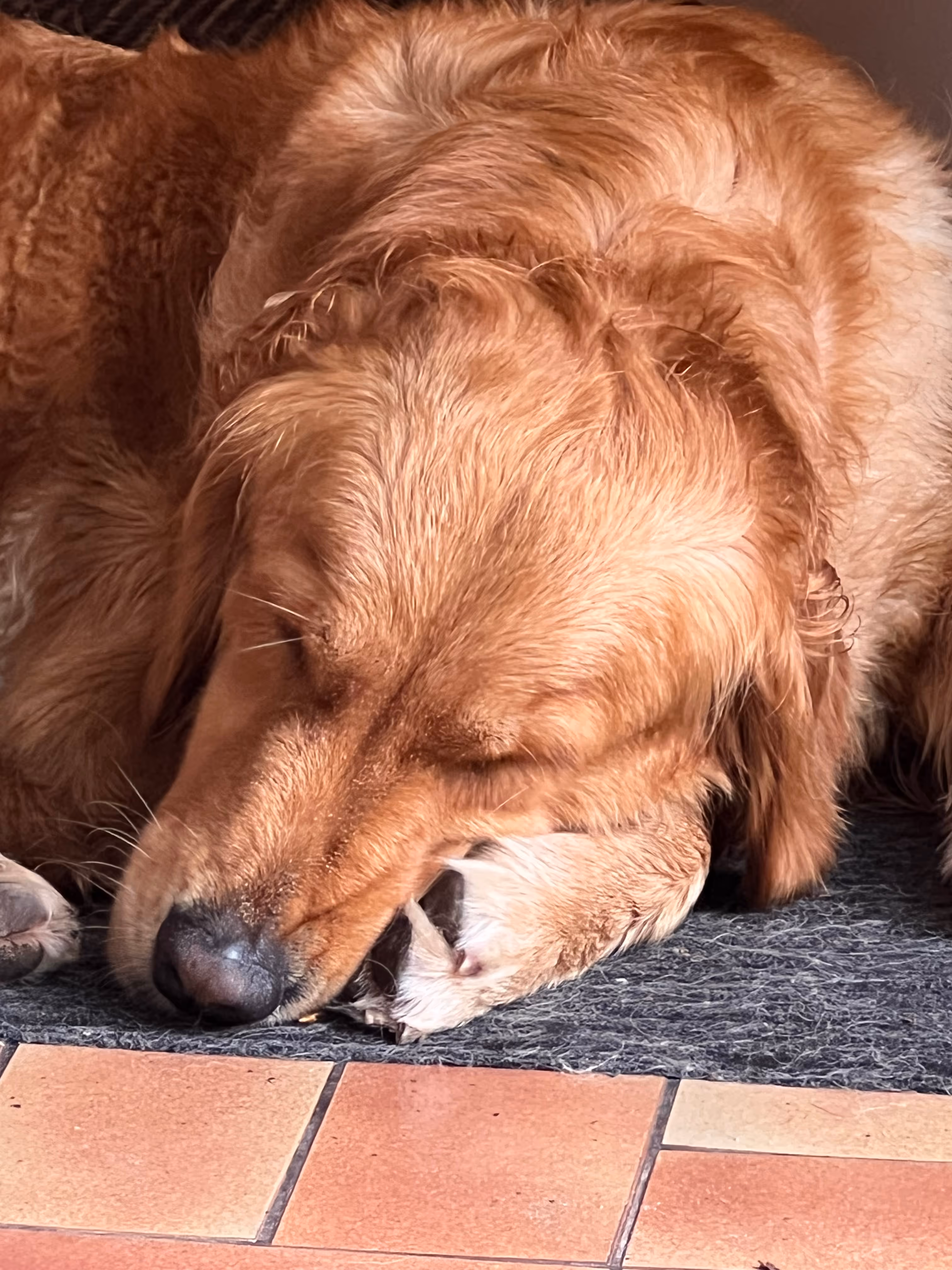 Golden retriever sleeping with head resting on its paw on a gray mat next to a tiled floor.