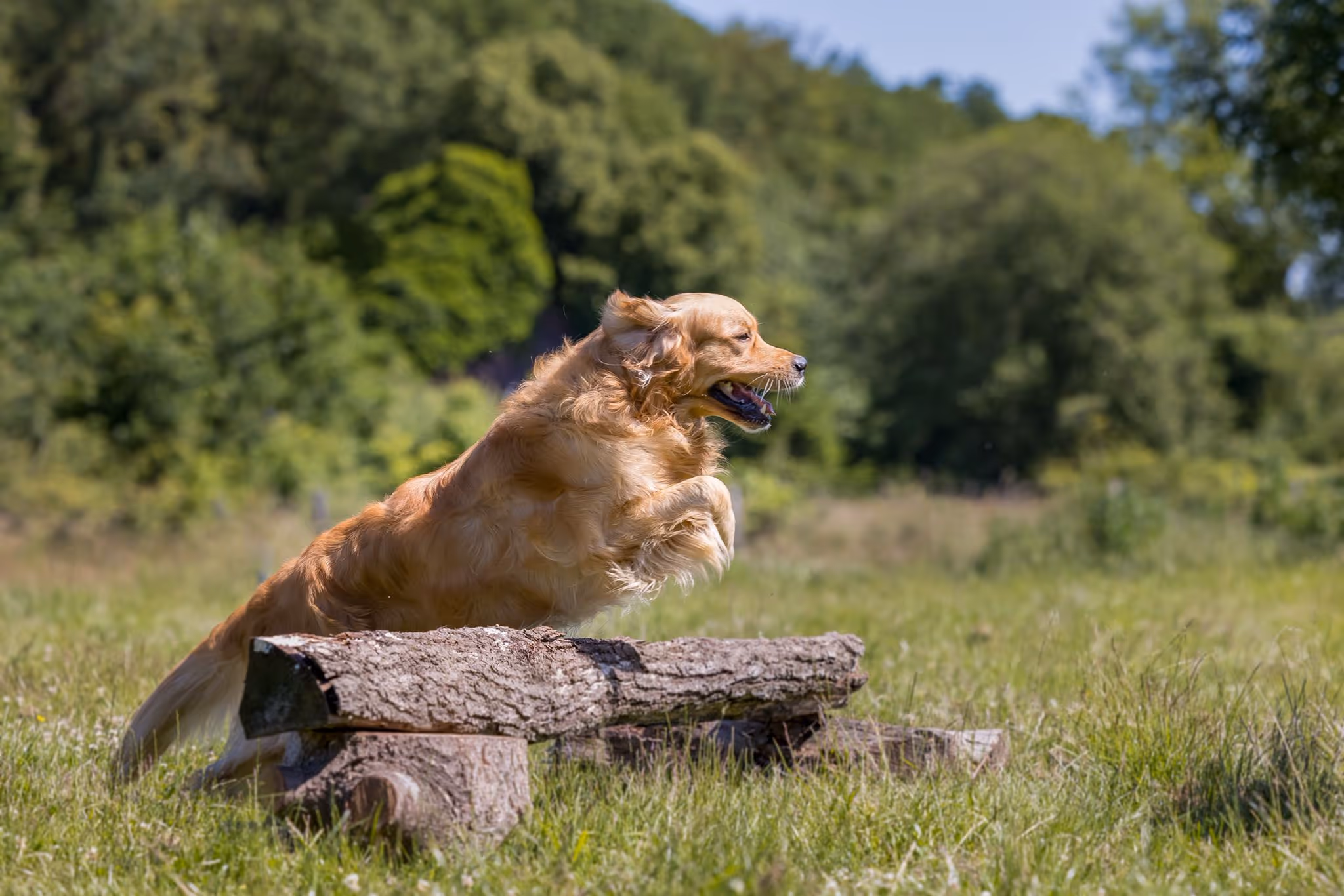 Golden retriever mid-jump over wooden logs in a grassy field with trees in the background.