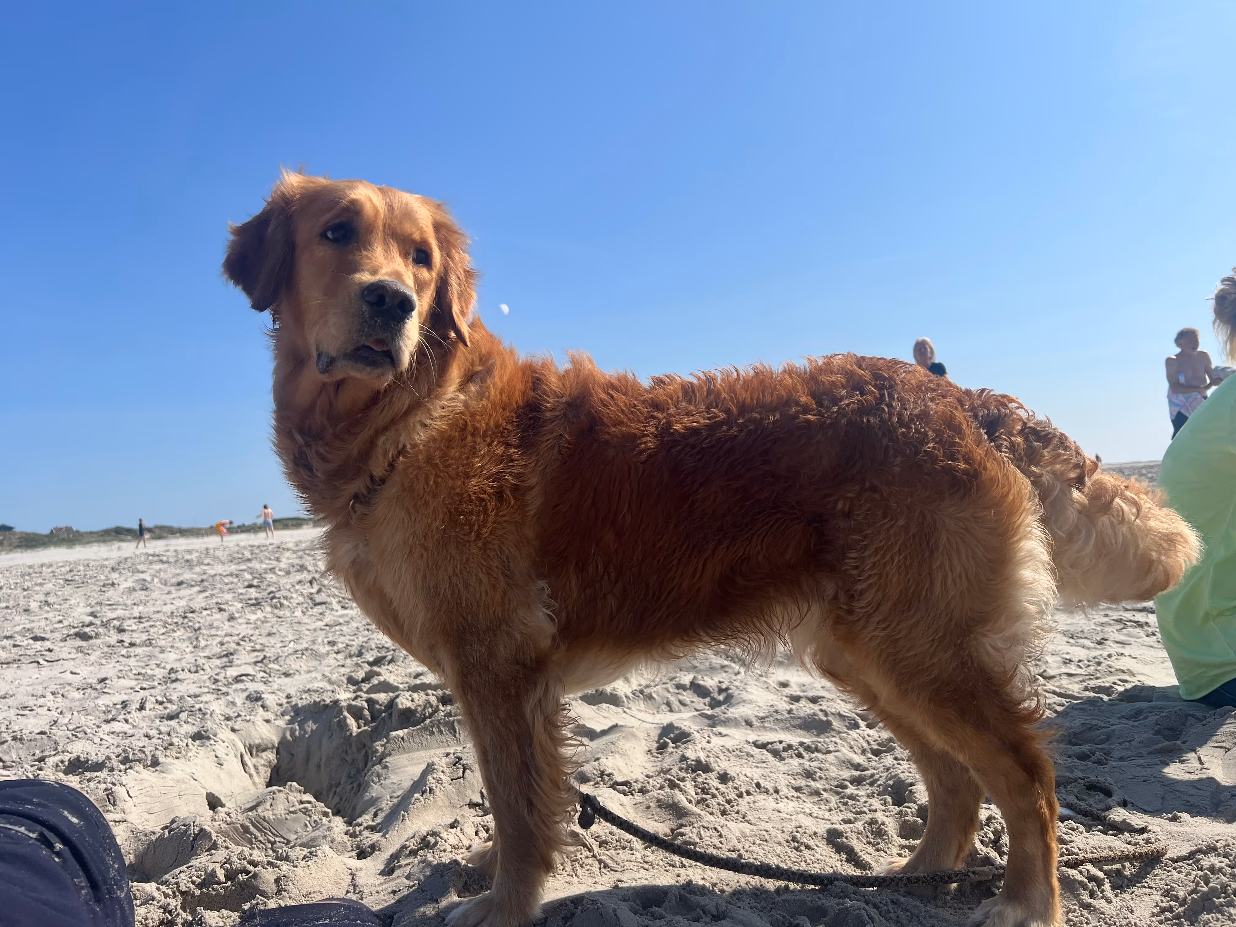Golden retriever standing on sandy beach under clear blue sky with people in the background.