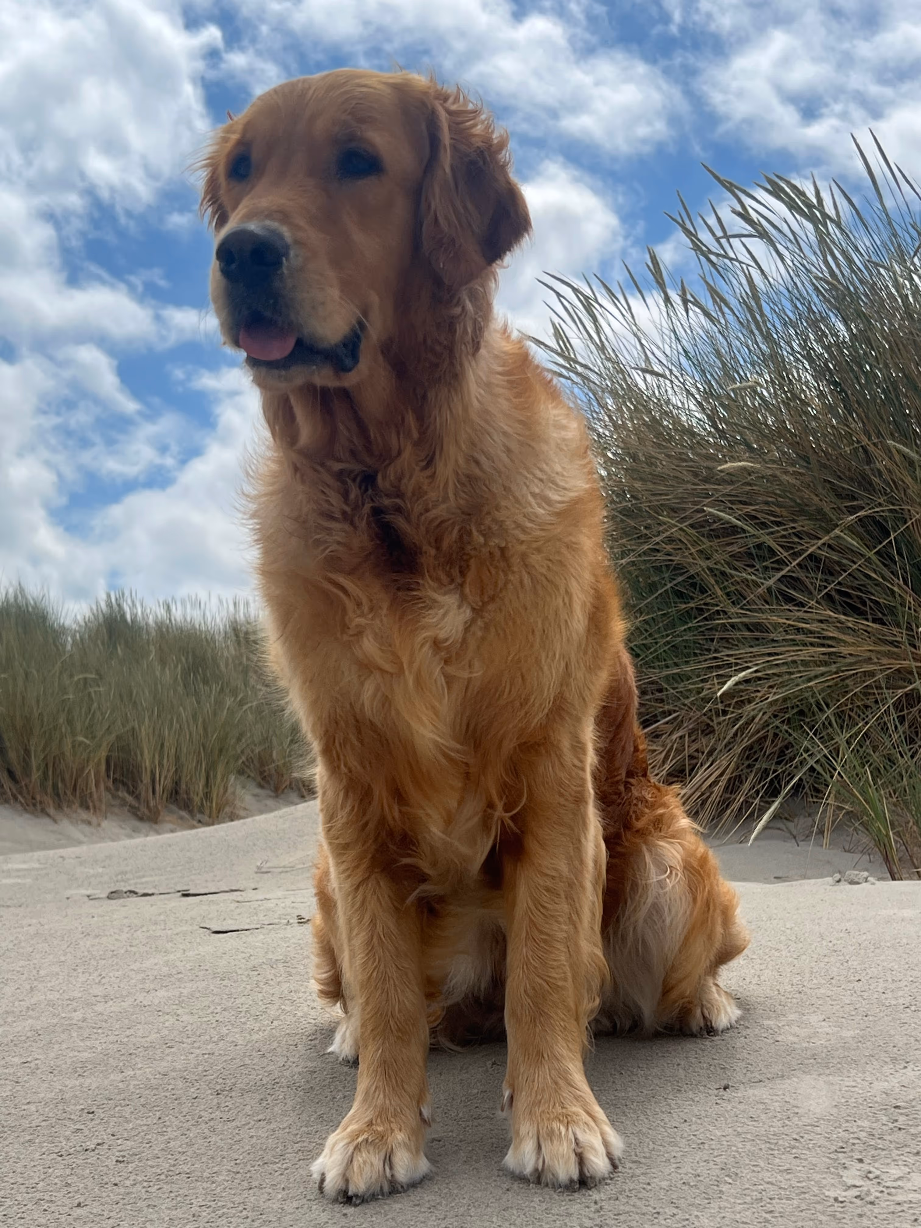 Golden retriever sitting on sandy ground with tall grass and a partly cloudy blue sky in the background.
