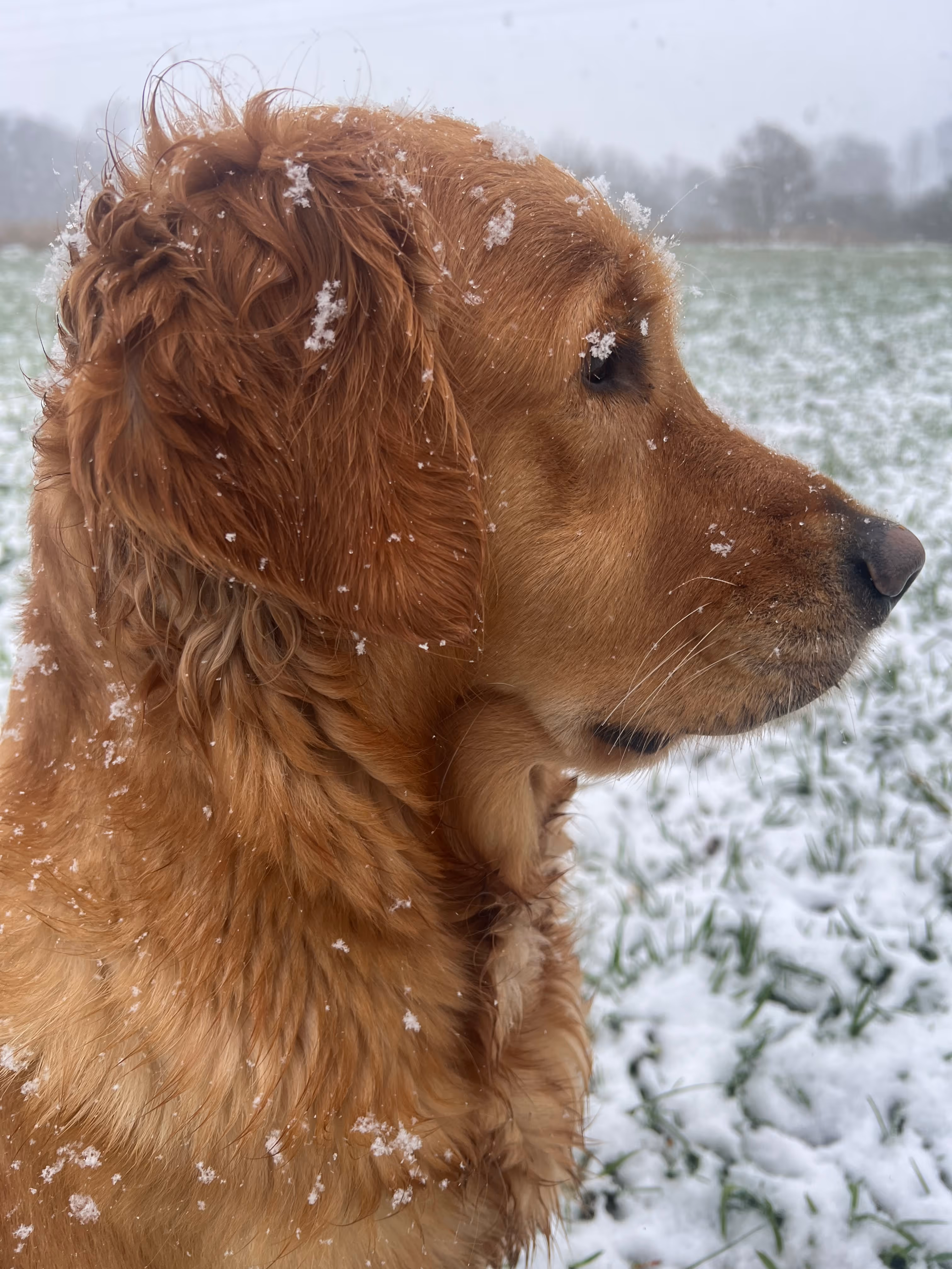 Close-up profile of a golden retriever with snowflakes on its fur outdoors in a snowy field.