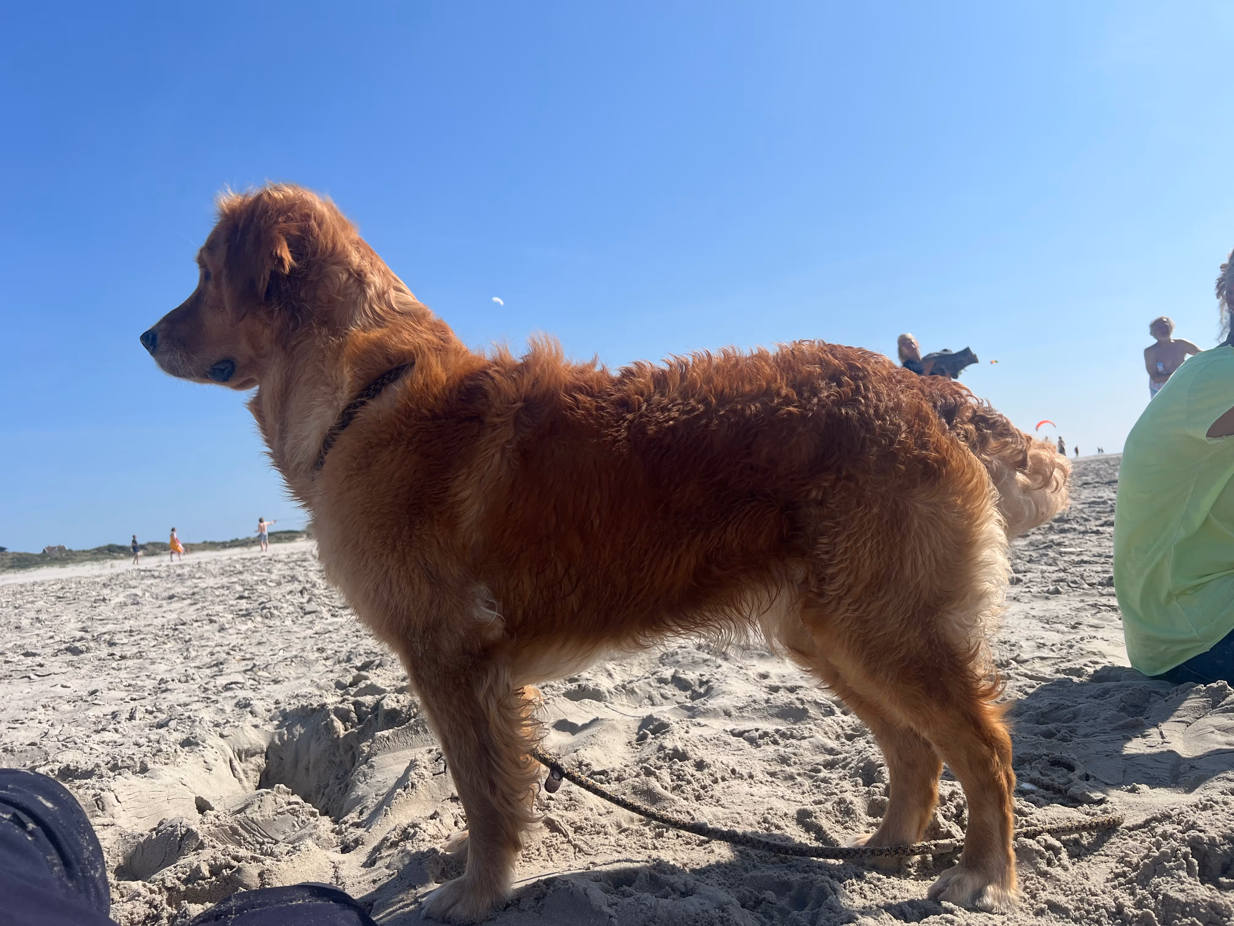 Golden retriever standing on sandy beach with a clear blue sky background.