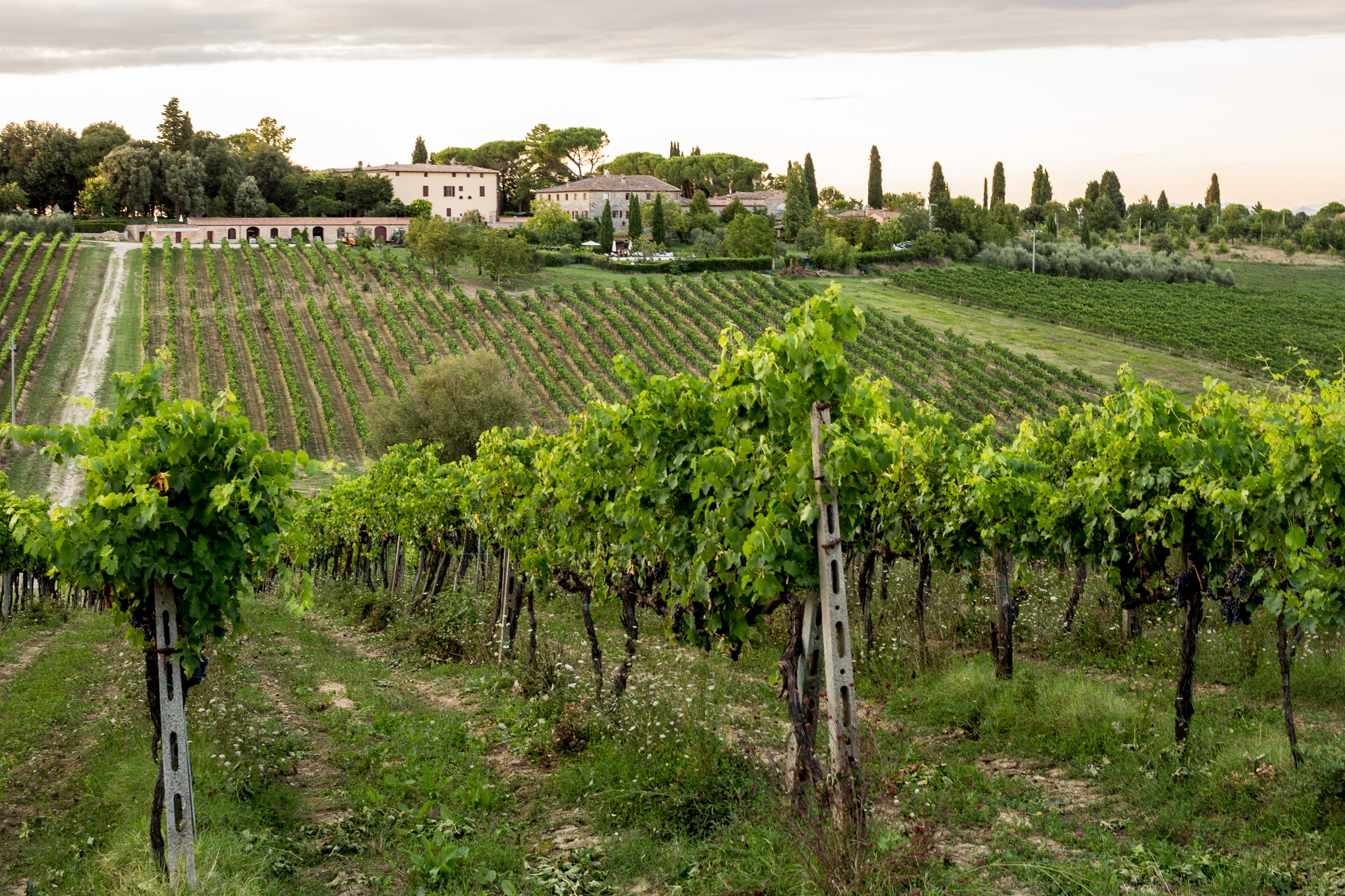 Vineyards and rolling hills surrounding Castello Higo retreat center in Tuscany, an ideal setting for luxury yoga and Pilates retreats
