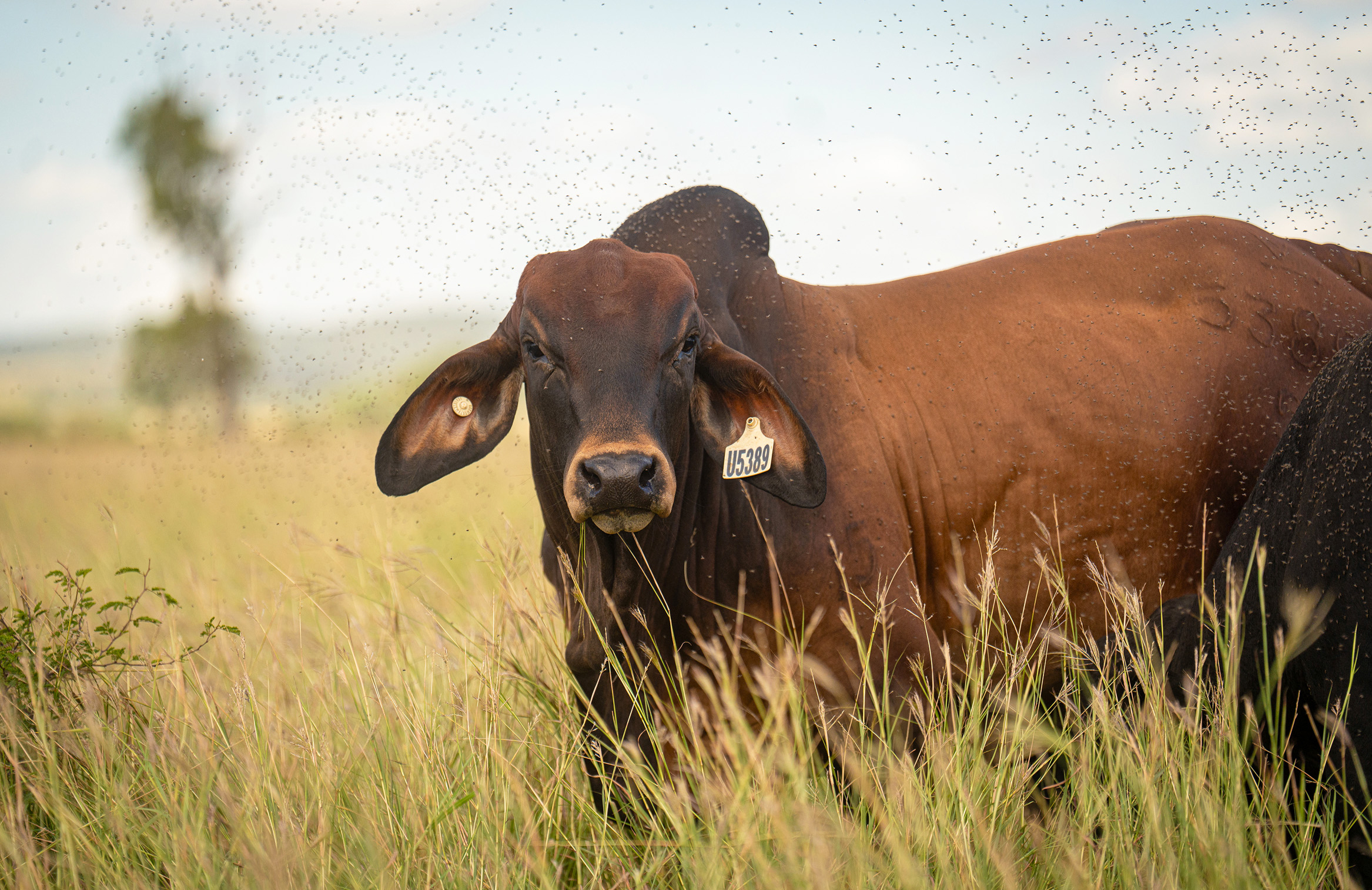 A Tarramba bull looks into the camera