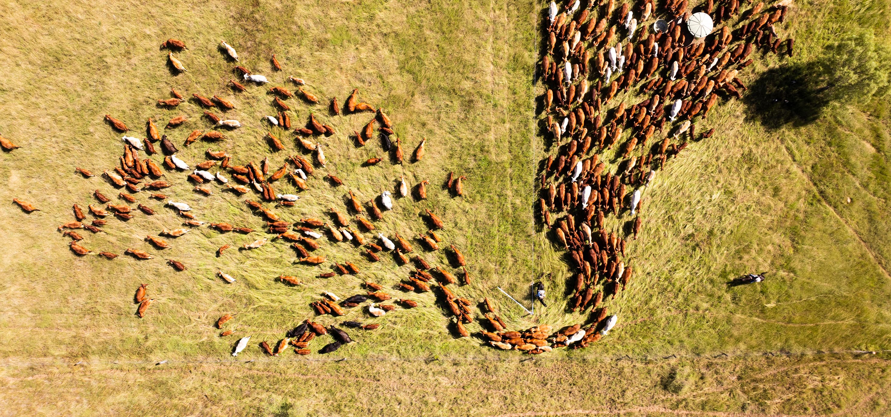 A mob of cattle as seen from the air