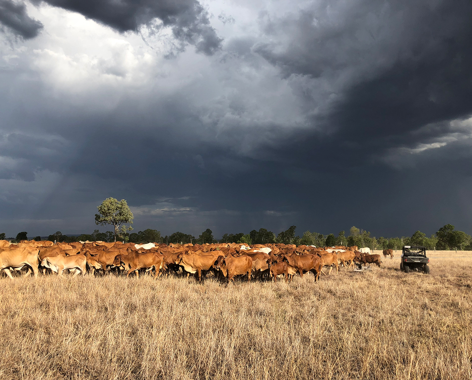 A mob of cattle gathers under dark skies
