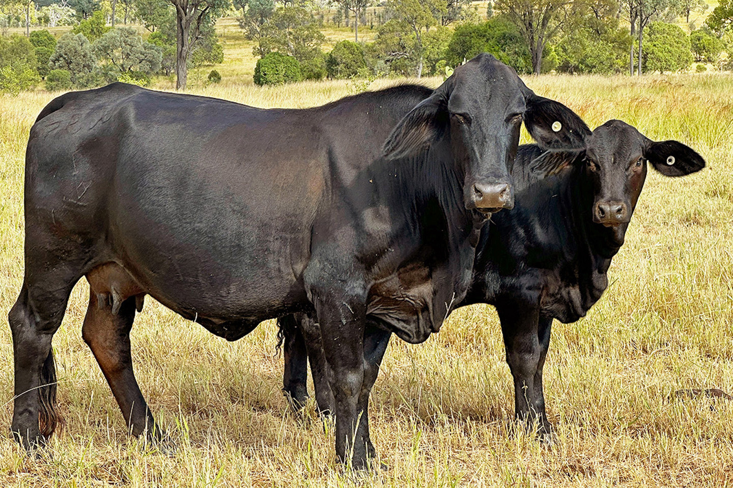 A black cow and her calf stand in a pasture