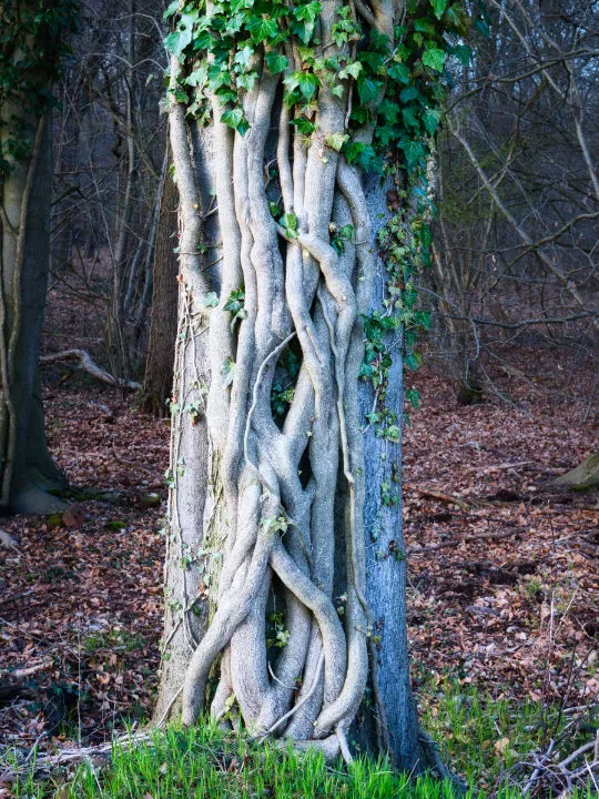 Tree trunk entwined with thick, twisted ivy vines in a forest with leaf-covered ground.
