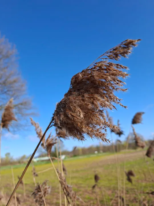 Close-up of dried reed grass swaying with a blue sky and field in the background.
