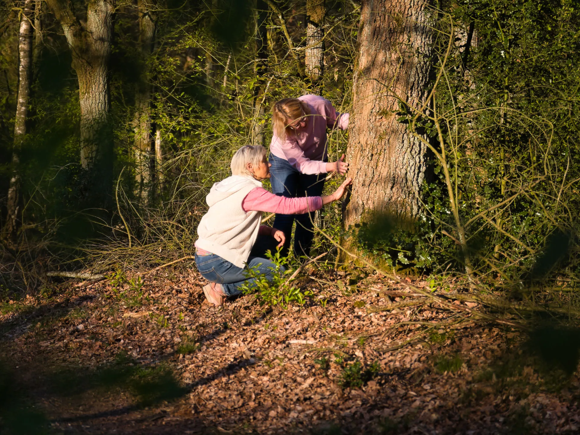Two women examining the bark of a large tree in a wooded area with sunlight and fallen leaves.