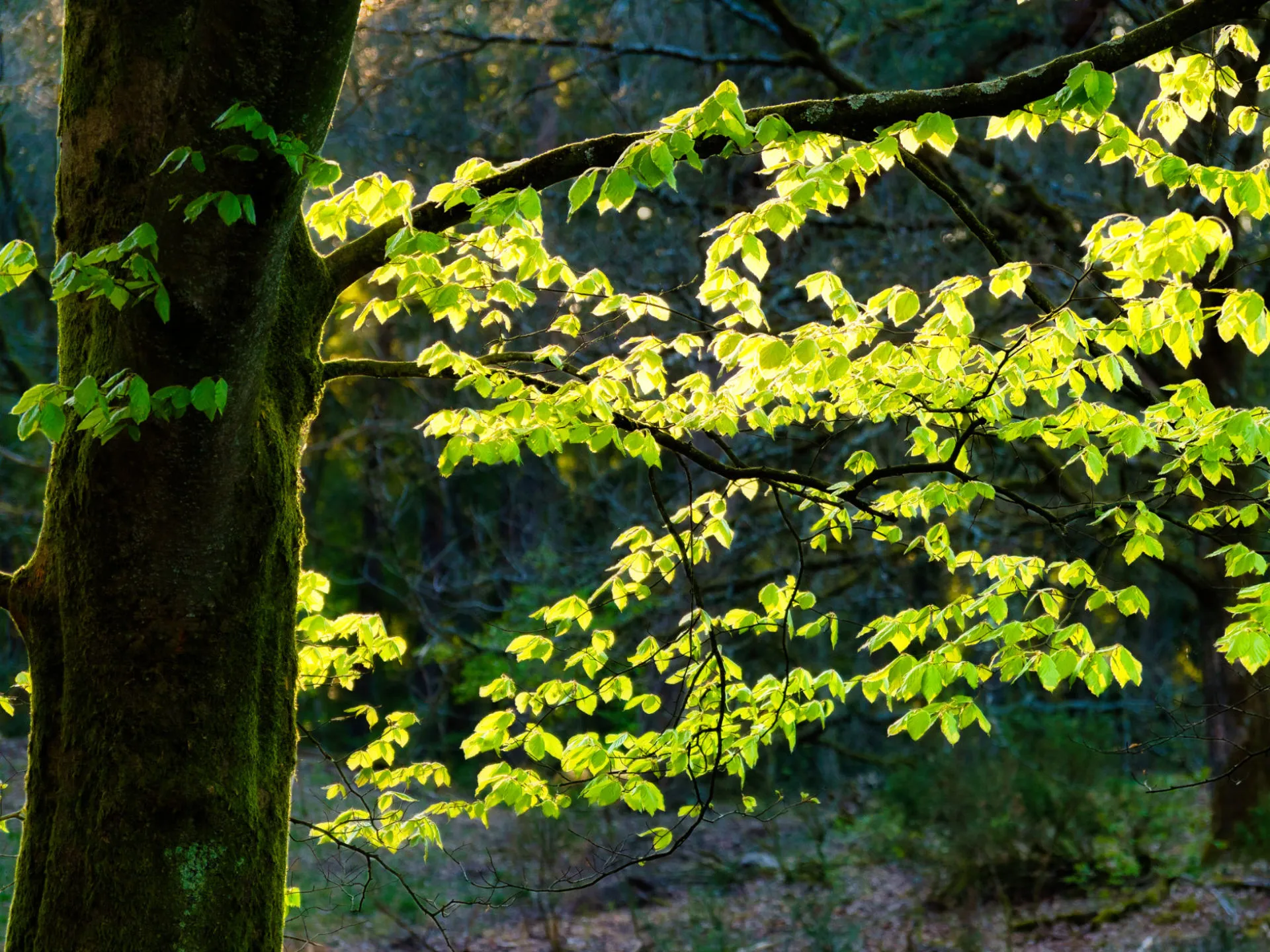 Sunlit green leaves on branches extending from a moss-covered tree trunk in a forest.