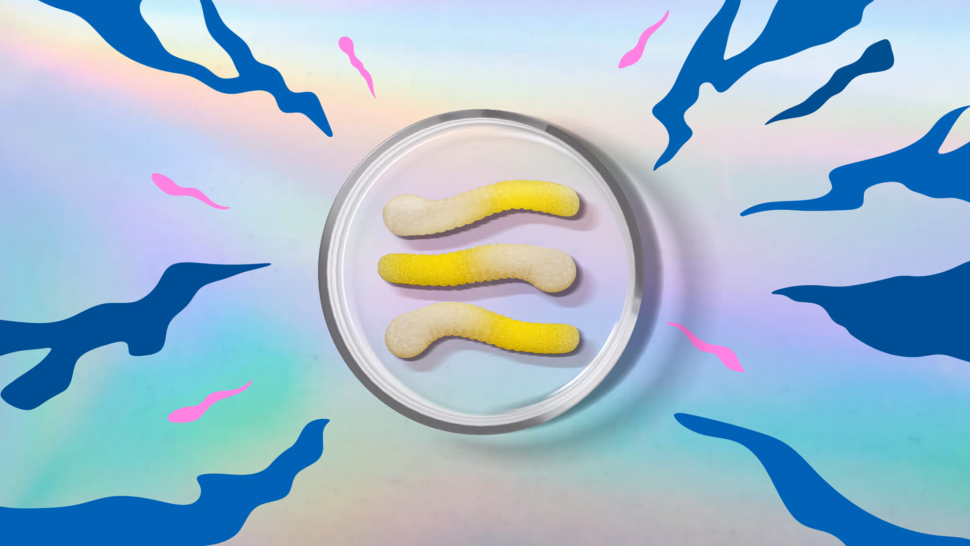 Three yellow-and-white sugar-coated Sperm Worms gummies in a clear petri dish on iridescent with worm-shape cutouts.