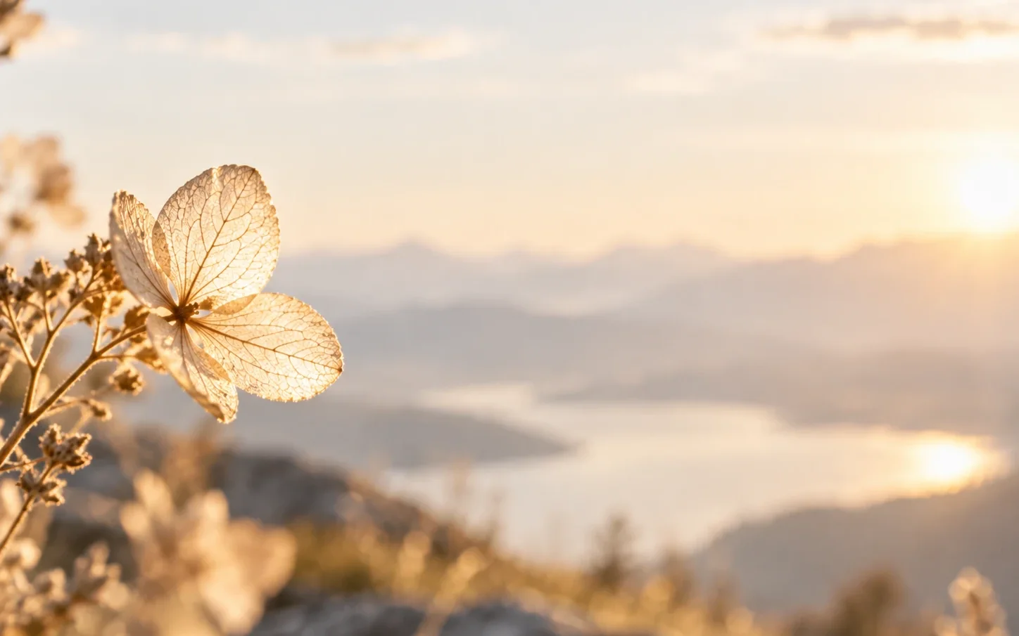 Durchscheinende Blüte im Gegenlicht vor weitem Tal