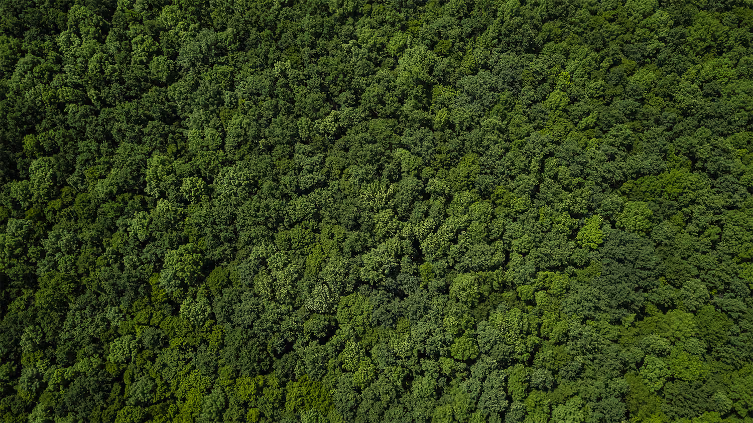 Aerial view of a dense forest canopy with various shades of green trees.