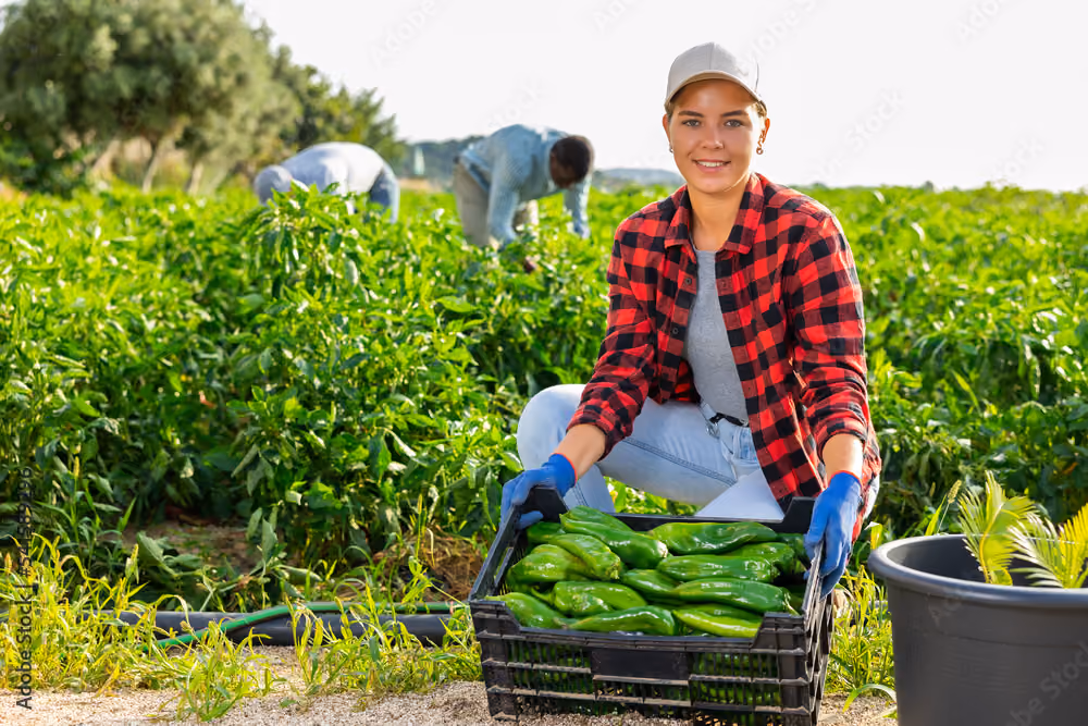 Woman in a red plaid shirt holding a crate of green peppers in a field with workers harvesting.