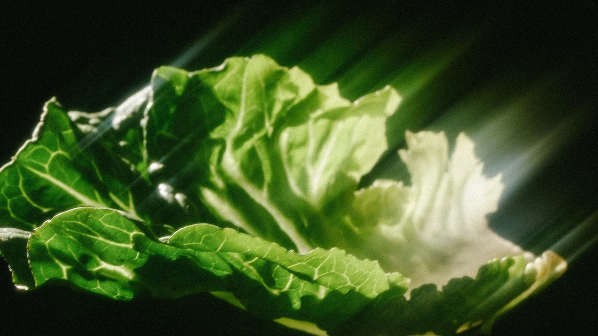 Leaf of napa cabbage backlit against a dark background