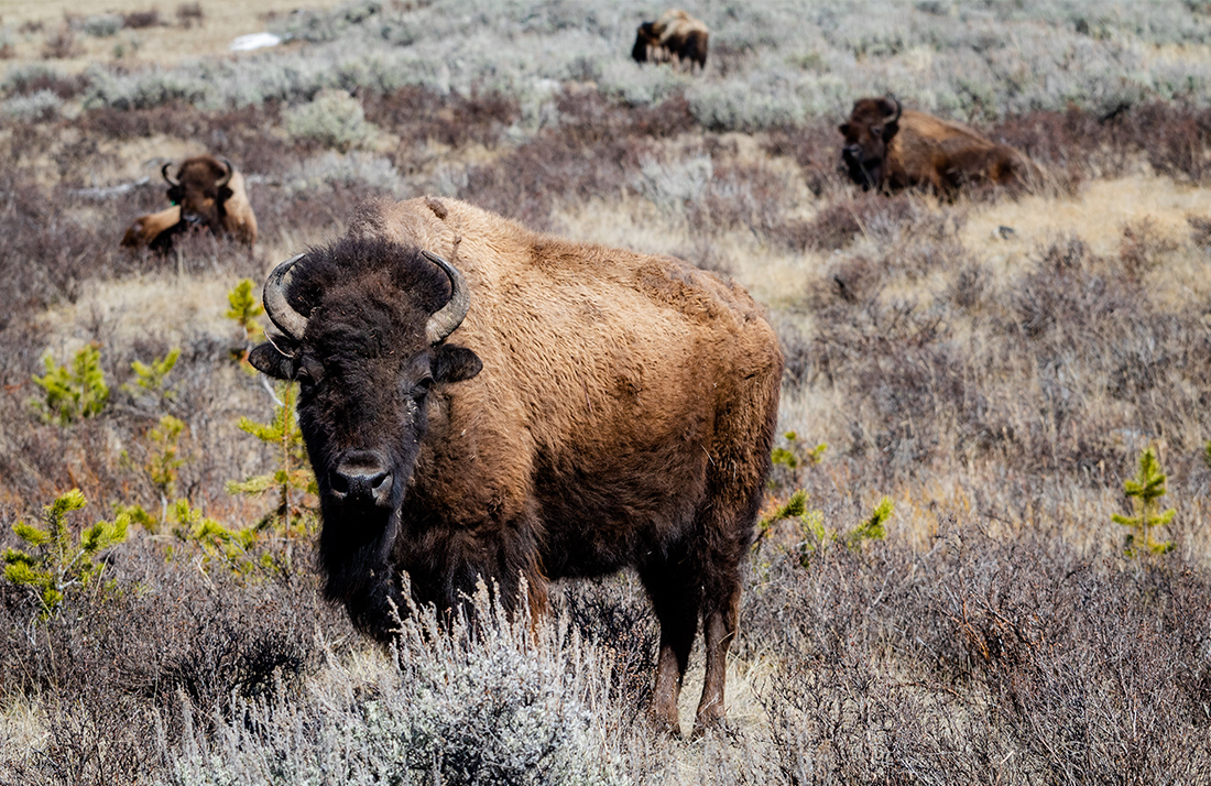 Indigenous American Food Reclaims Sovereignty and Lost Traditions