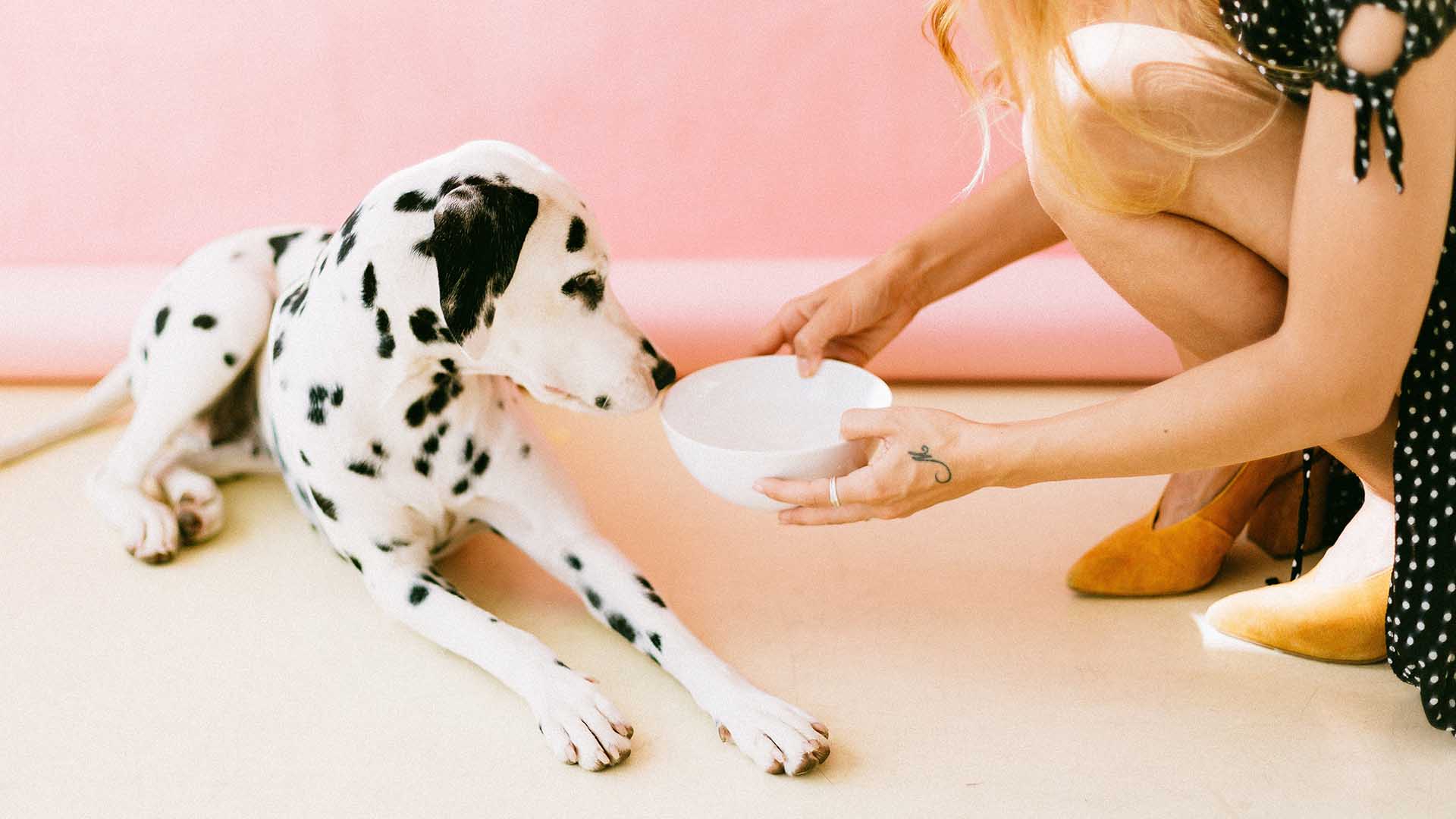 Alternative Proteins Debut in Pet Food