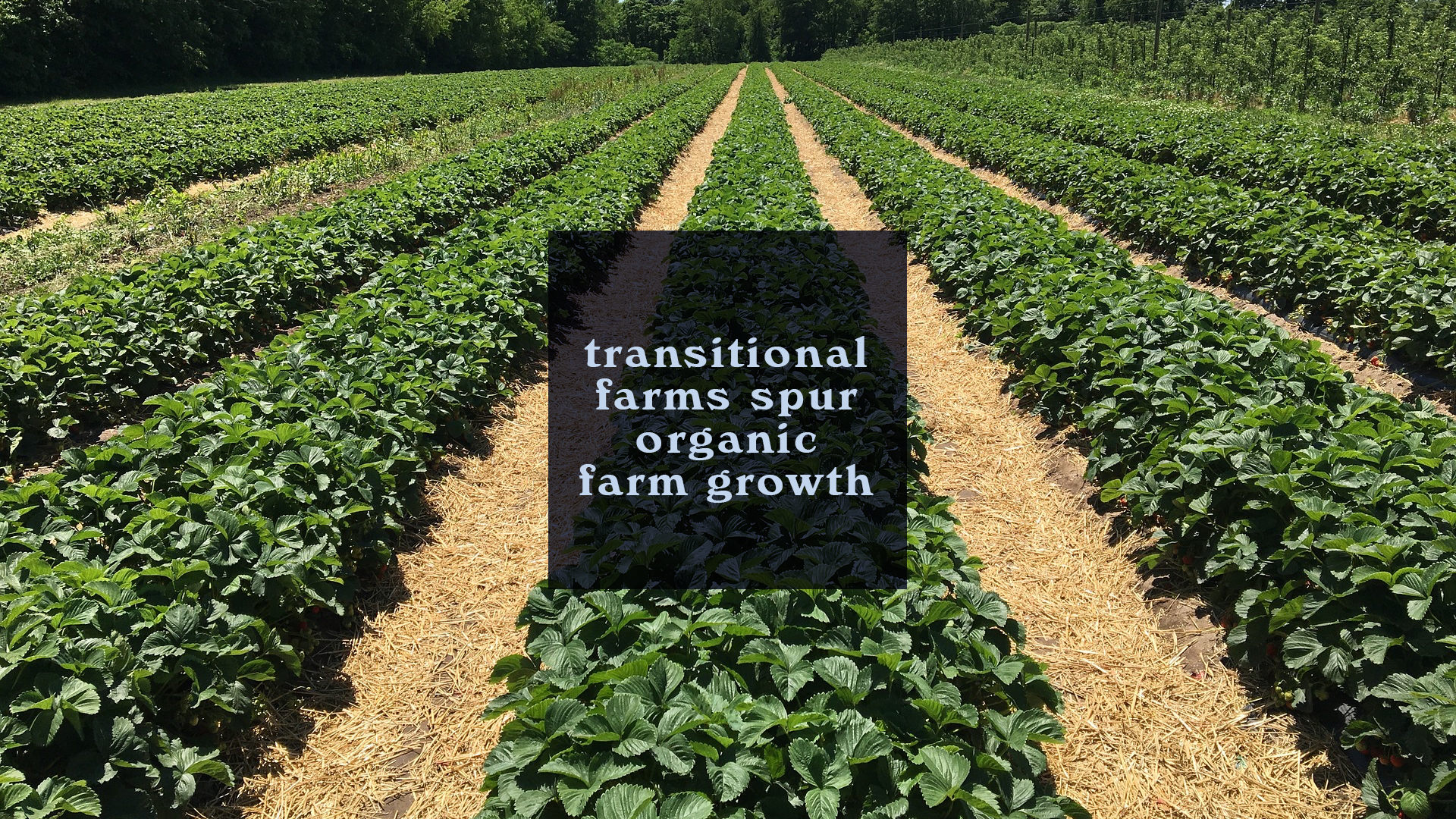 Transitional Farms Spur Organic Farm Growth