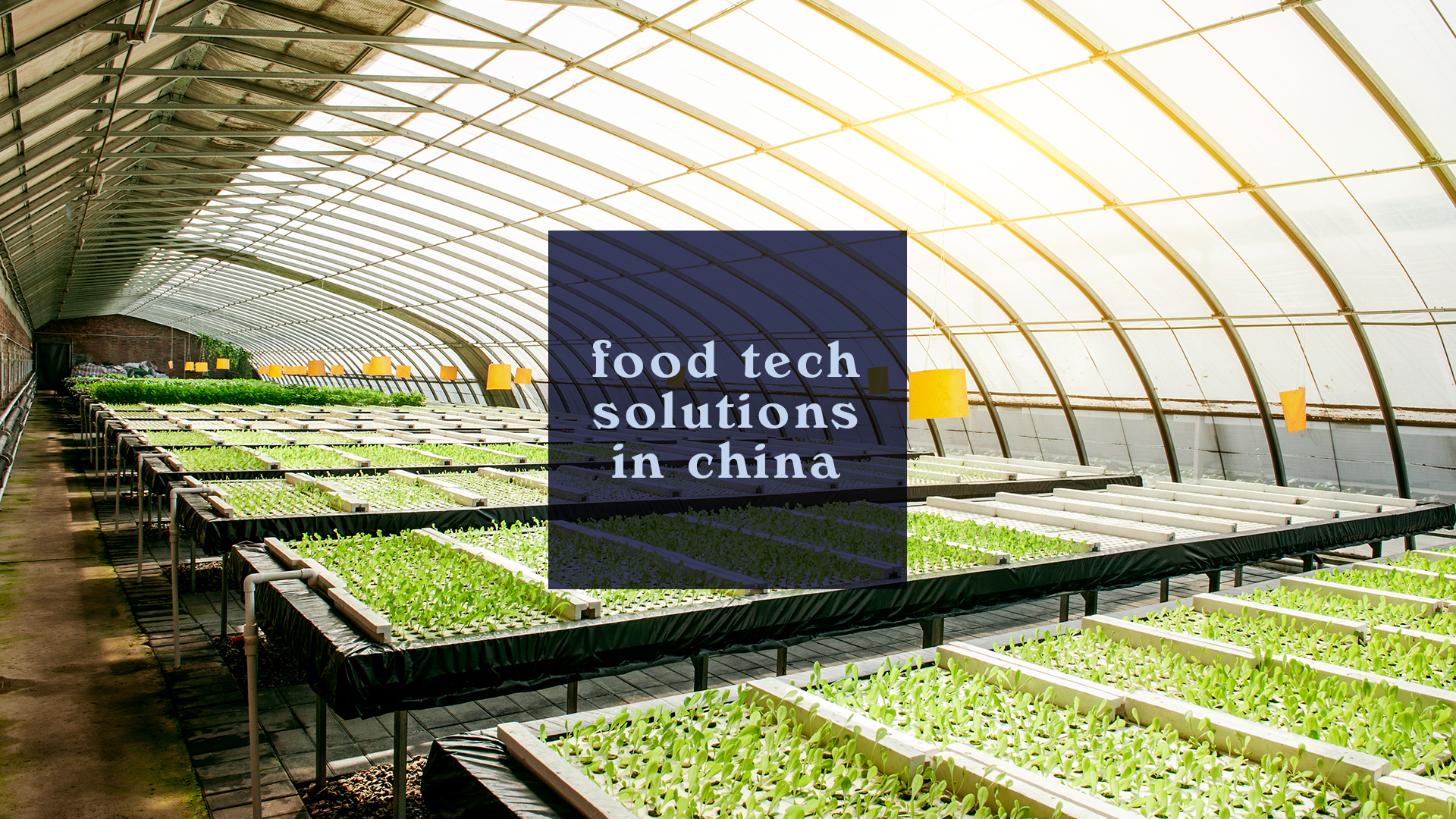 Food Tech Solutions in China