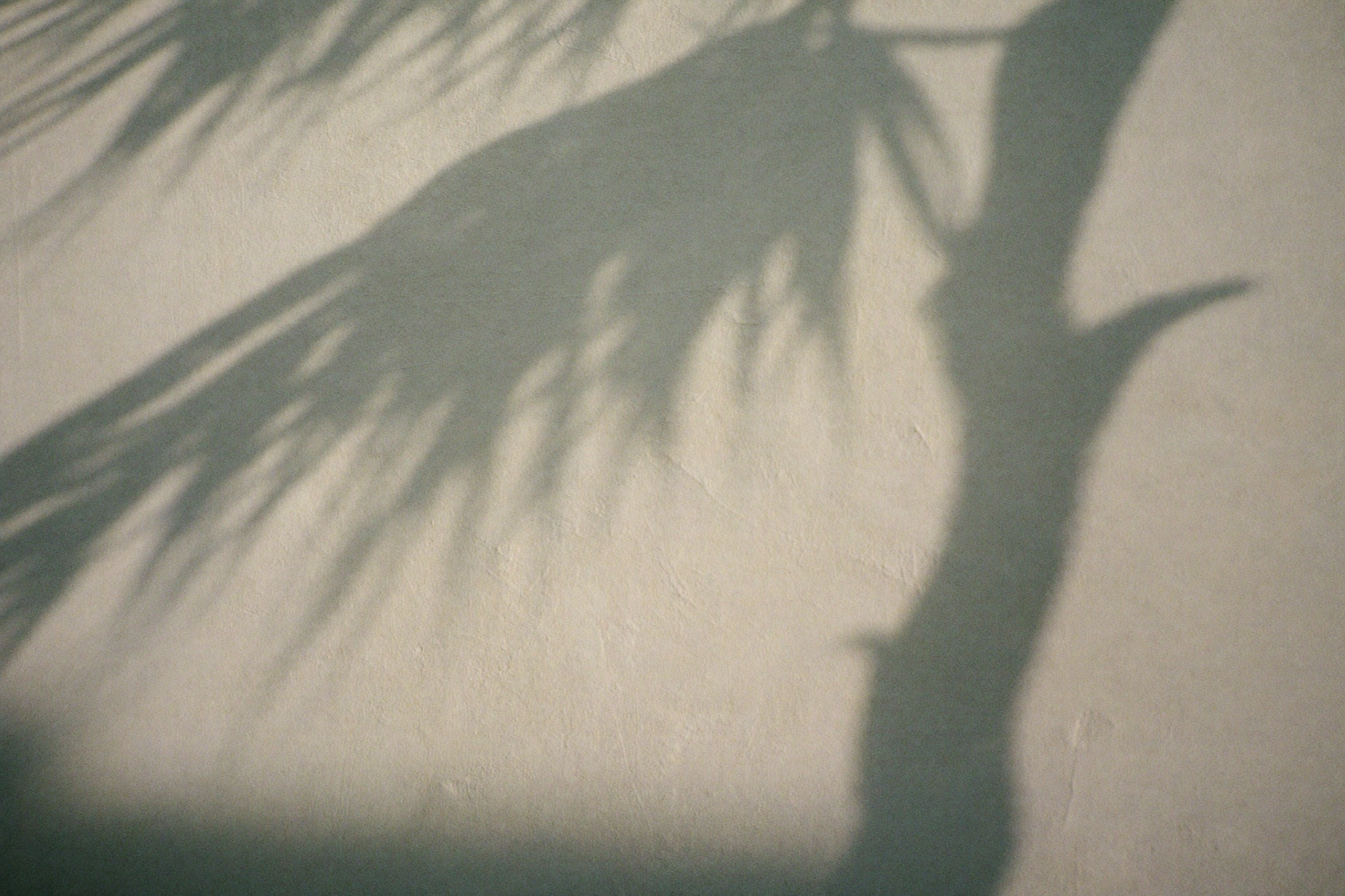 Soft tropical leaf shadow on a warm pale wall