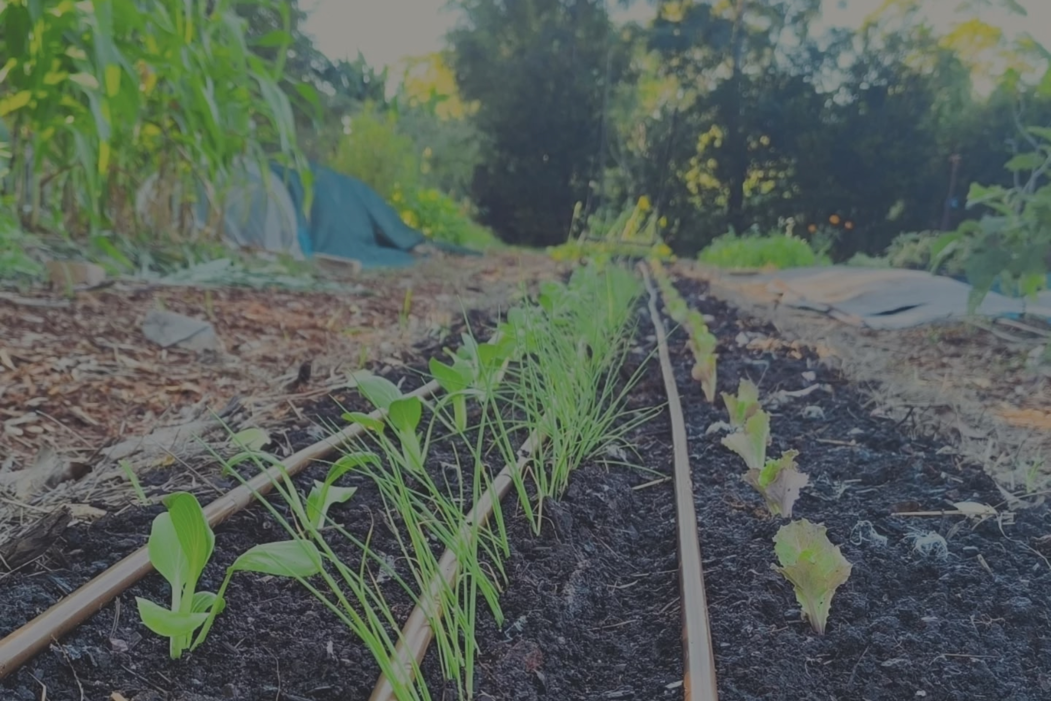 Pigface Farm