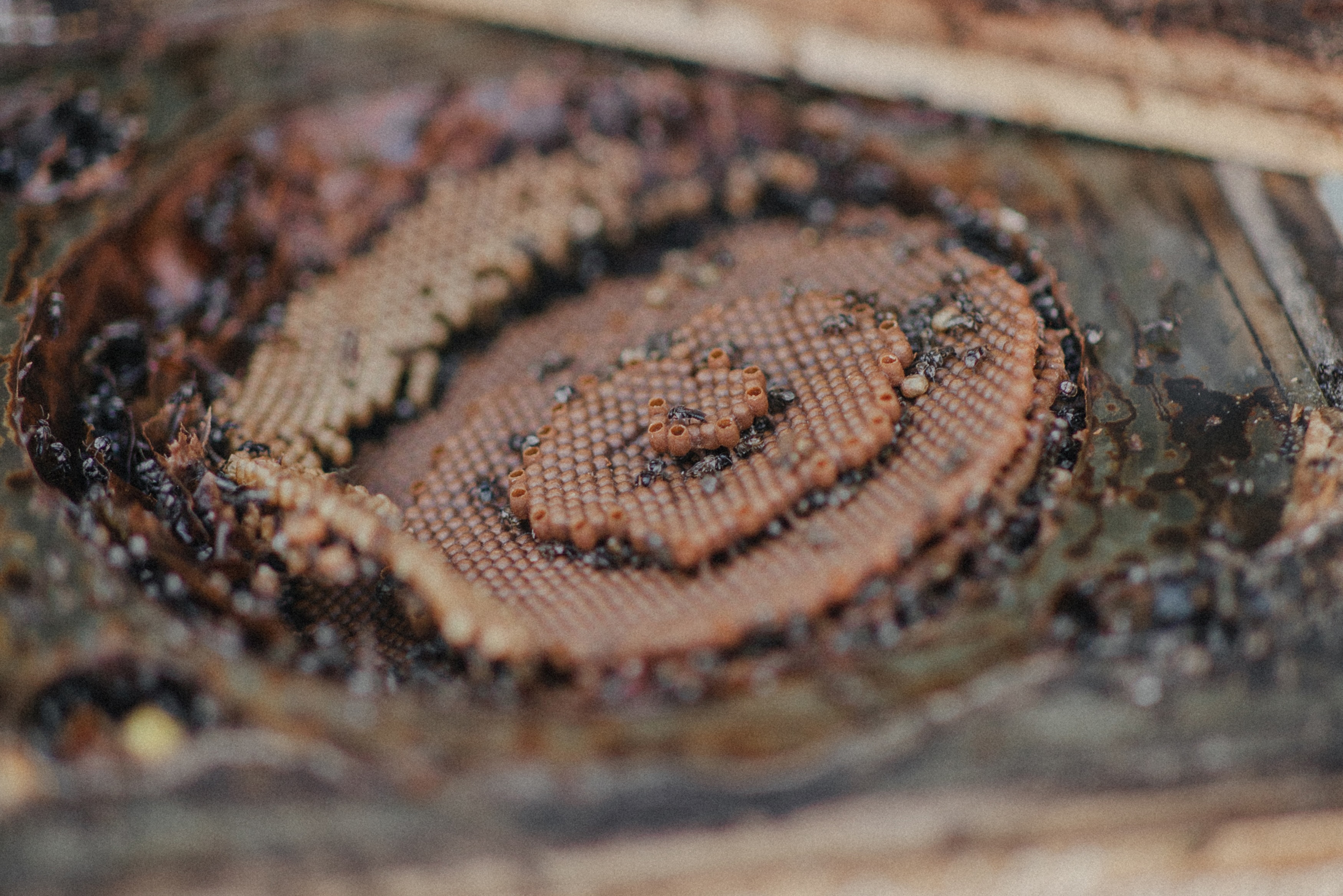 The Australian Native Bee Company