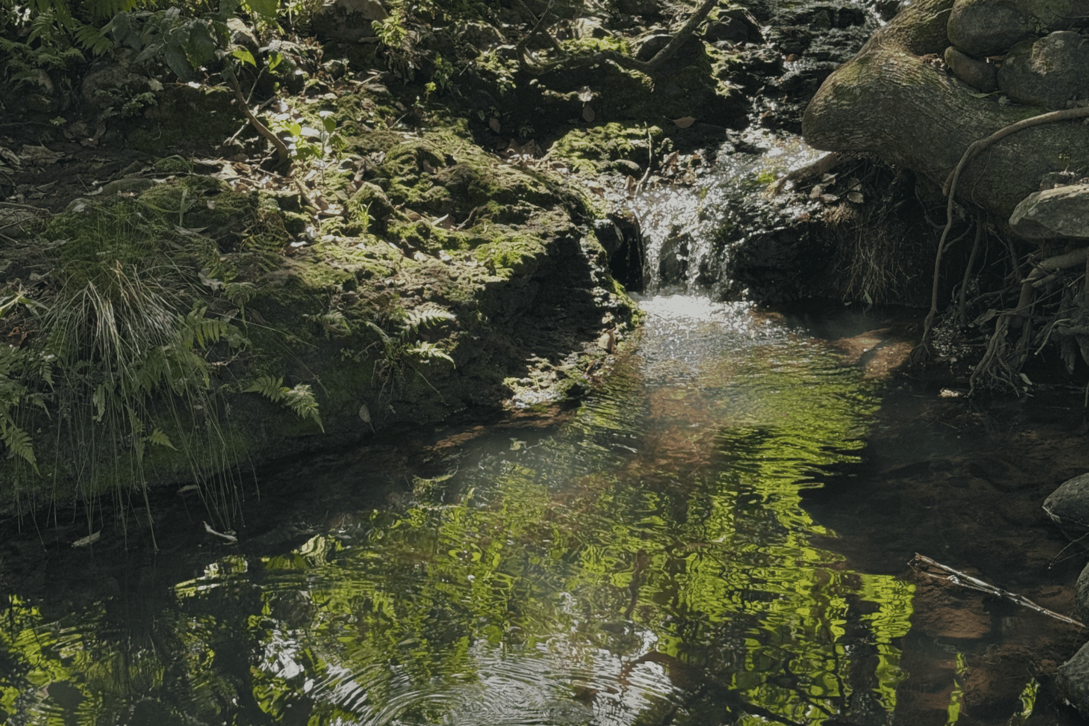 Natural Bank