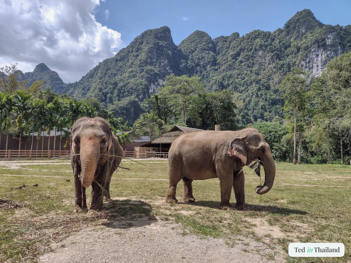 Two Asian elephants grazing freely in a grassy clearing backed by jungle hills at an ethical no-riding sanctuary on Koh Samui