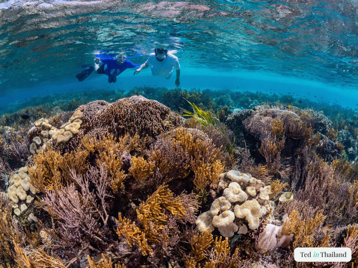 Two snorkellers gliding over a healthy shallow coral reef in clear water at Koh Taen off Koh Samui's south coast