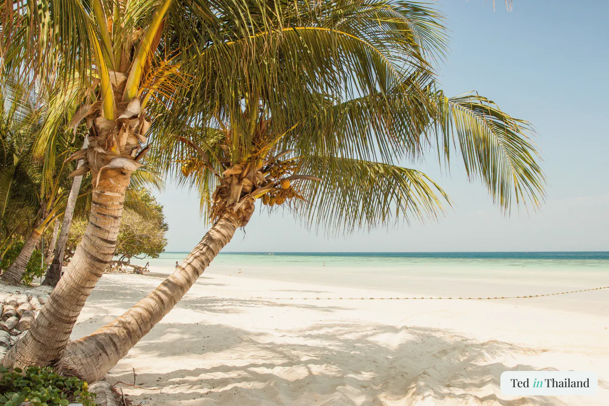Leaning coconut palms shading the white sand of a calm beach on Koh Samui, one of the best beaches in Koh Samui