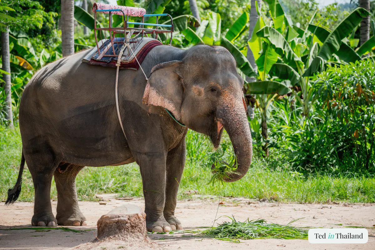 Asian elephant with a saddle eating a bundle of grass at an elephant camp on Koh Samui, banana palms behind