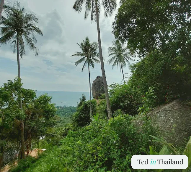View of the greenery and foliage on the hike up to Overlap Stone