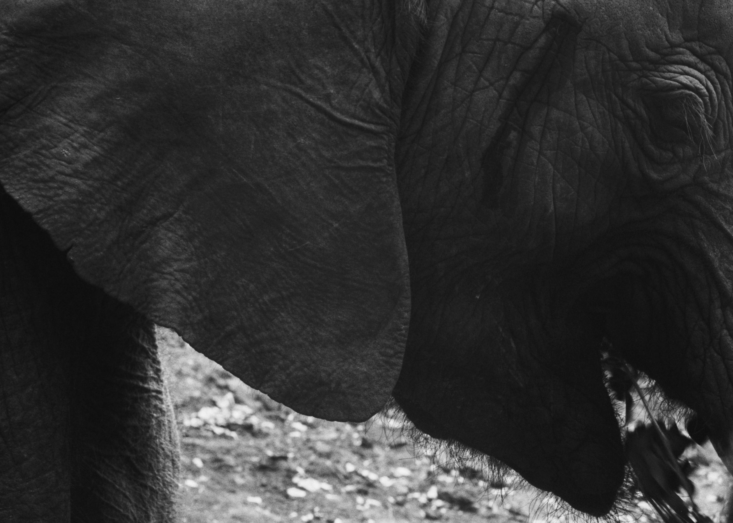 Elephant eating