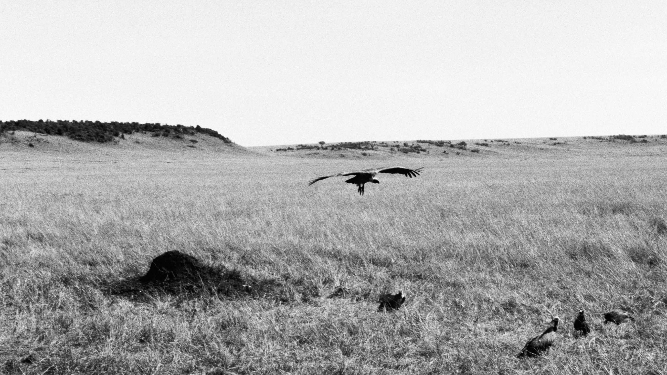 A vultures hovering above a dead animal
