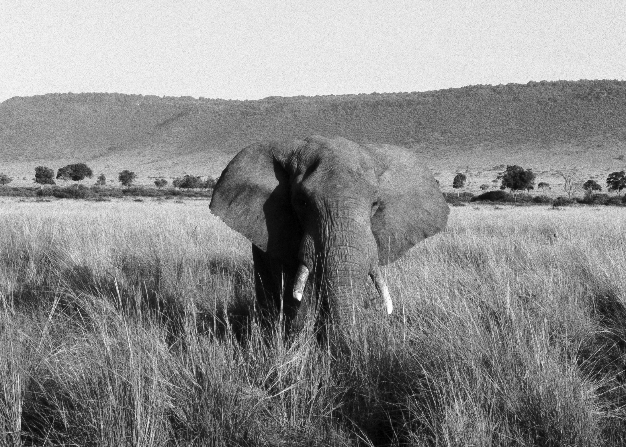 Male elephant in the savannah in Kenya