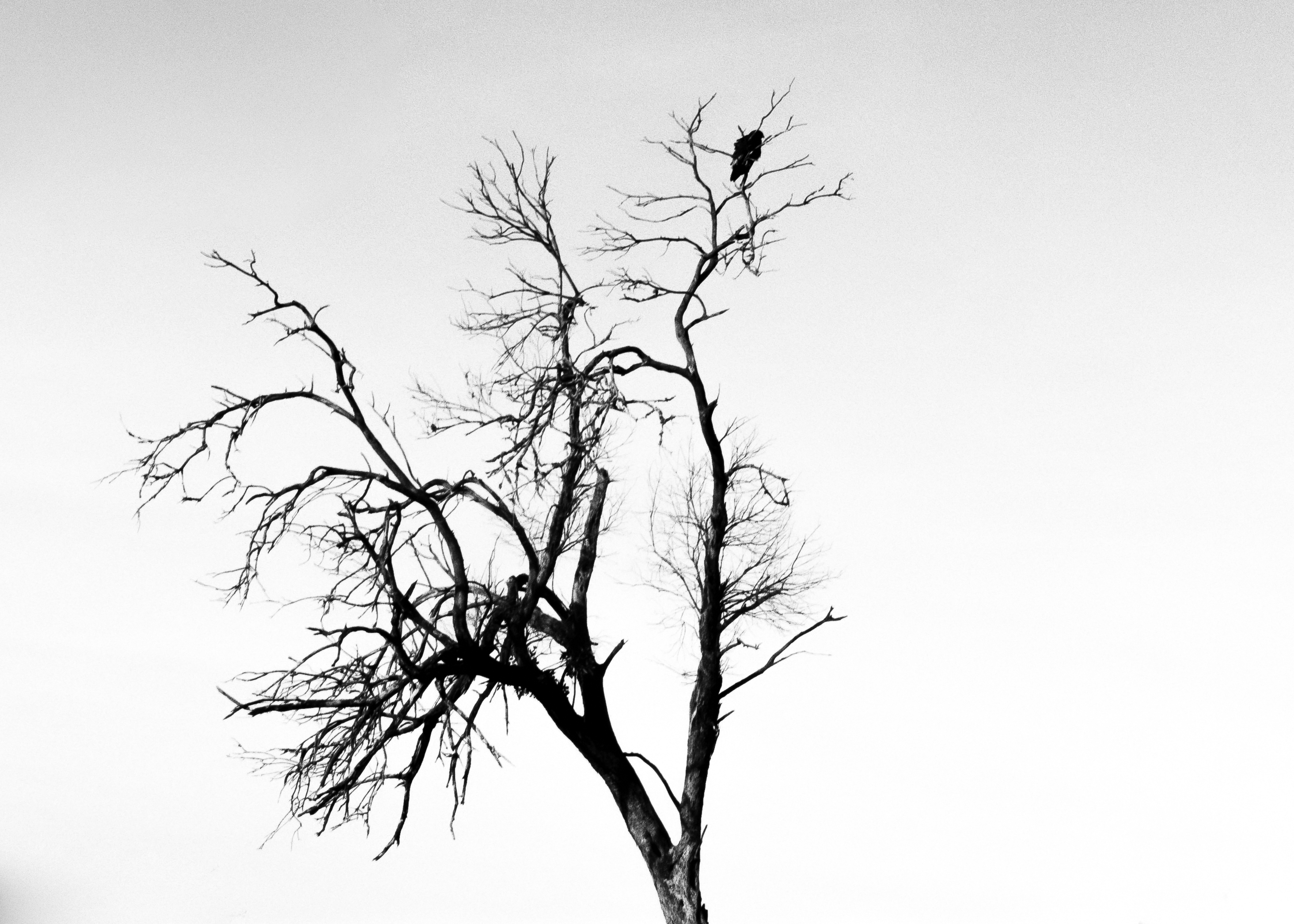 Empty tree with bird at the top