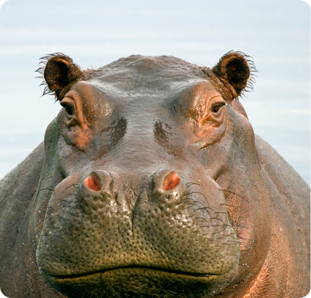 Large hippopotamus head with little ears, slit eyes and pink nostrils with a few whiskers underneath.