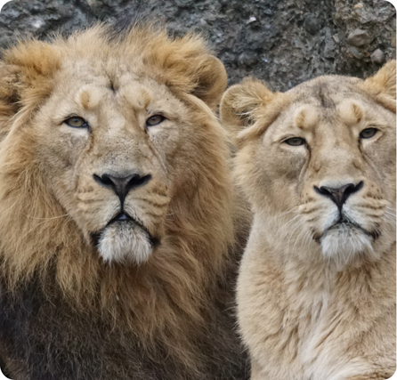 The heads of an African lion and lioness calmly sitting, looking at you!