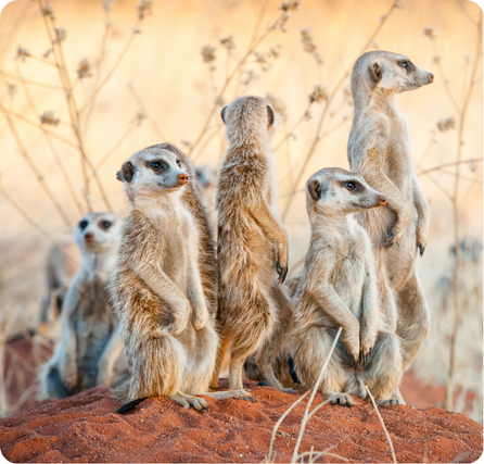 A mob of six nosey African meerkats standing on a dirt mound, looking all around.