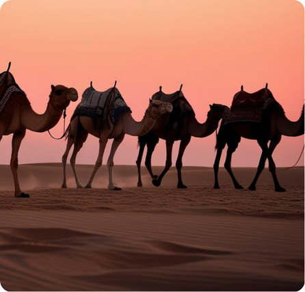 An African camel caravan walking across the sandy desert with a pink sunrise in the background.